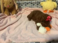 Vanessa , a female Miniature Goldendoodle for sale in Decatur, TX – 2 of 8