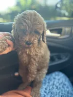 Blue, a male Goldendoodle and Miniature Goldendoodle for sale in Decatur, TX – 8 of 8