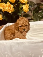 Apricot , a male Miniature Goldendoodle for sale in Decatur, TX – 1 of 10