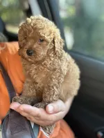 Blue, a male Goldendoodle and Miniature Goldendoodle for sale in Decatur, TX – 7 of 8