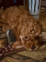 Apricot , a male Miniature Goldendoodle for sale in Decatur, TX – 9 of 10