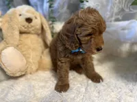 Jack, a male Goldendoodle and Miniature Goldendoodle for sale in Decatur, TX – 3 of 10