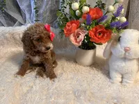 Emma, a female Goldendoodle and Miniature Goldendoodle for sale in Decatur, TX – 2 of 4