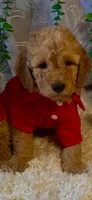 Rowwan, a male Miniature Goldendoodle for sale in Decatur, TX – 7 of 7
