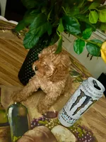 Apricot , a male Miniature Goldendoodle for sale in Decatur, TX – 4 of 10