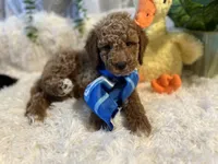 Hammer , a male Goldendoodle and Miniature Goldendoodle for sale in Decatur, TX – 6 of 7