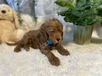 Jack, a male Goldendoodle and Miniature Goldendoodle for sale in Decatur, TX – 7 of 10