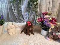 Leila, a female Goldendoodle and Miniature Goldendoodle for sale in Decatur, TX – 6 of 10