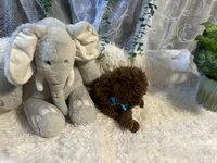 Red, a male Goldendoodle and Miniature Goldendoodle for sale in Decatur, TX – 2 of 9