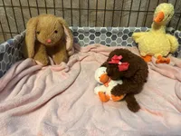 Vanessa , a female Miniature Goldendoodle for sale in Decatur, TX – 3 of 8