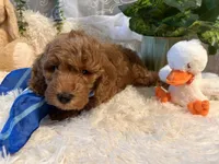 Jack, a male Goldendoodle and Miniature Goldendoodle for sale in Decatur, TX – 9 of 10
