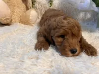 Jack, a male Goldendoodle and Miniature Goldendoodle for sale in Decatur, TX – 5 of 10