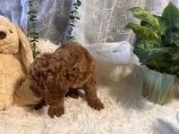 Jack, a male Goldendoodle and Miniature Goldendoodle for sale in Decatur, TX – 8 of 10