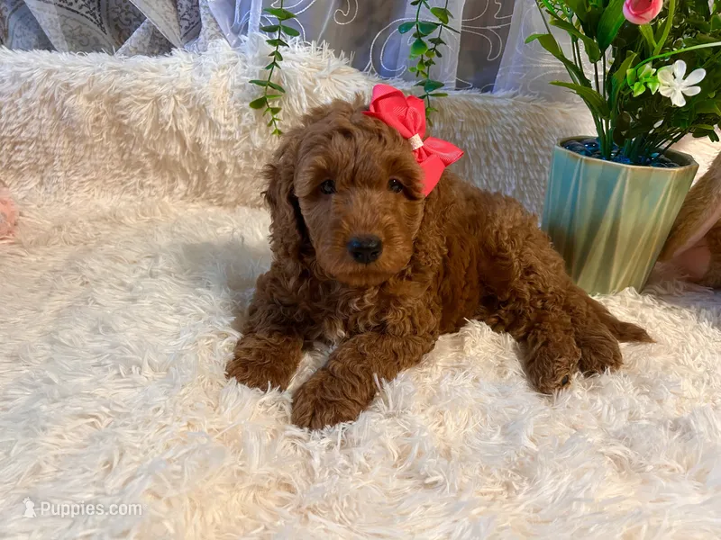 Tammy  – Goldendoodle, Miniature Goldendoodle puppy for sale in Decatur, TX