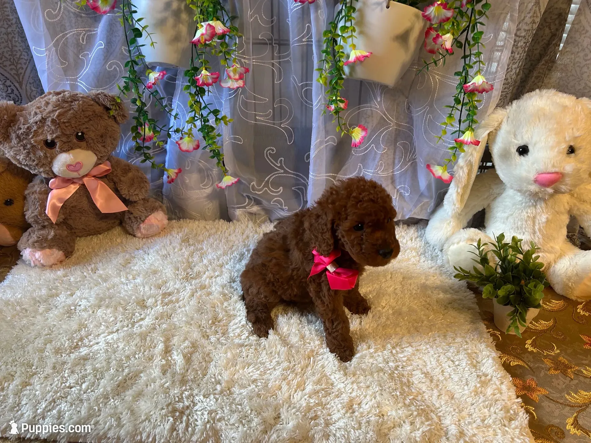 Emely , a female Miniature Goldendoodle for sale in Decatur, TX – 5 of 8