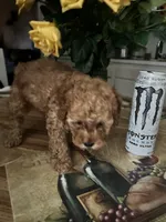 Apricot , a male Miniature Goldendoodle for sale in Decatur, TX – 7 of 10