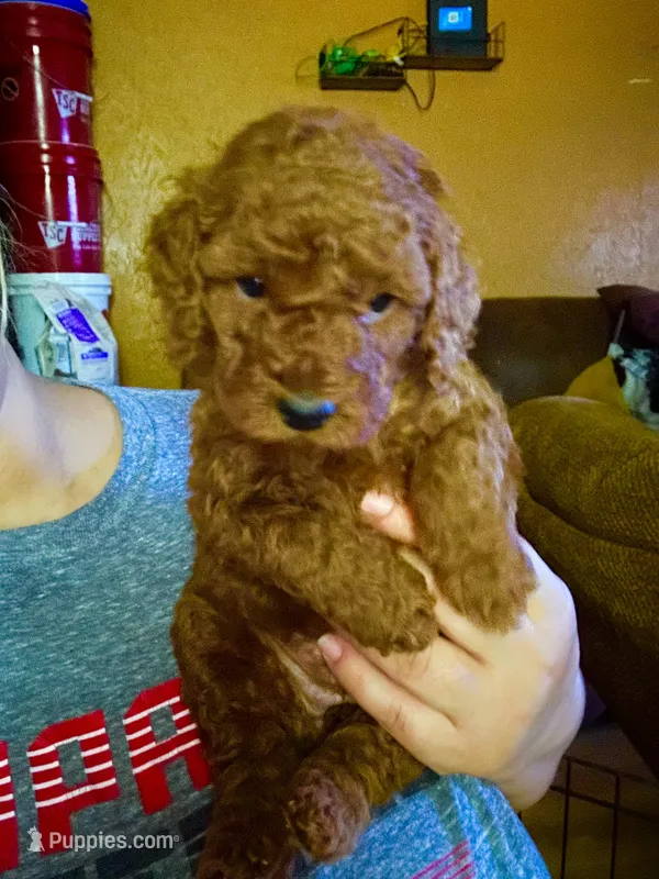 Vanessa  – Miniature Goldendoodle puppy for sale in Decatur, TX
