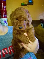 Vanessa , a female Miniature Goldendoodle for sale in Decatur, TX – 1 of 8