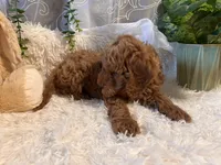Jack, a male Goldendoodle and Miniature Goldendoodle for sale in Decatur, TX – 4 of 10
