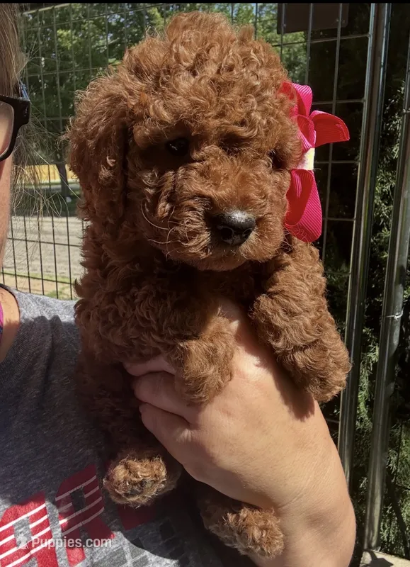 Vanessa  – Miniature Goldendoodle puppy for sale in Decatur, TX