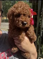 Vanessa f1bb mini, a female Miniature Goldendoodle for sale in Decatur, TX – 1 of 8