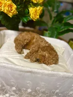 Apricot , a male Miniature Goldendoodle for sale in Decatur, TX – 10 of 10
