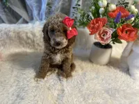 Emma, a female Goldendoodle and Miniature Goldendoodle for sale in Decatur, TX – 4 of 4
