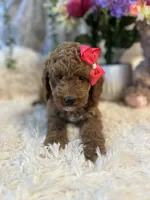 Ginna , a female Goldendoodle and Miniature Goldendoodle for sale in Decatur, TX – 4 of 8