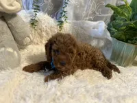 Red, a male Goldendoodle and Miniature Goldendoodle for sale in Decatur, TX – 7 of 9
