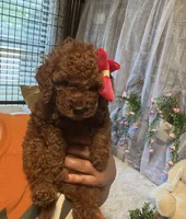Emely , a female Miniature Goldendoodle for sale in Decatur, TX – 2 of 8