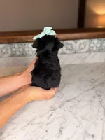 Capri BLUE EYE, a female Miniature Schnauzer for sale in Gainesville, FL – Photo 5 of 5
