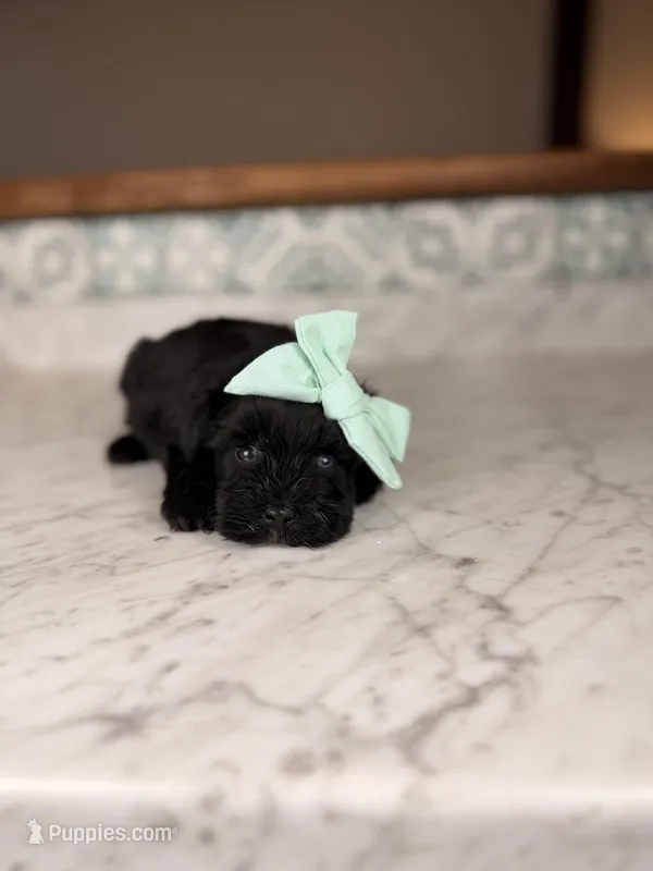 Capri BLUE EYE, a female Miniature Schnauzer for sale in Gainesville, FL – Photo 1 of 5