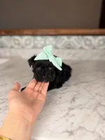 Capri BLUE EYE, a female Miniature Schnauzer for sale in Gainesville, FL – Photo 2 of 5