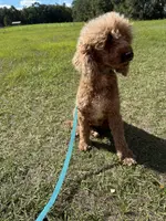Ruby FREE, a female Poodle - Miniature  for sale in Gainesville, FL – Photo 3 of 4