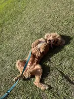 Ruby FREE, a female Poodle - Miniature  for sale in Gainesville, FL – Photo 2 of 4