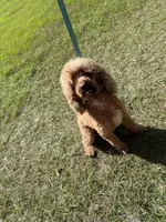 Ruby FREE, a female Poodle - Miniature  for sale in Gainesville, FL – Photo 4 of 4