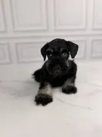 Bones BLUE EYE, a male Miniature Schnauzer for sale in Gainesville, FL – 7 of 7