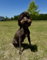 FREE- AKC TRI CLEAR, a female Poodle - Miniature  for sale in Gainesville, FL – Photo 2 of 3