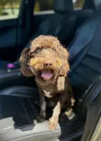 FREE- AKC TRI CLEAR, a female Poodle - Miniature  for sale in Gainesville, FL – Photo 3 of 3