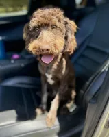 FREE- AKC TRI CLEAR, a female Poodle - Miniature  for sale in Gainesville, FL – Photo 1 of 3