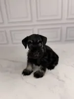 Bones BLUE EYE, a male Miniature Schnauzer for sale in Gainesville, FL – 3 of 7