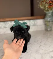 Capri BLUE EYE, a female Miniature Schnauzer for sale in Gainesville, FL – 3 of 4