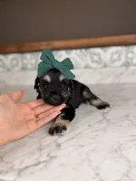 Treasure, a female Miniature Schnauzer for sale in Gainesville, FL – 3 of 5