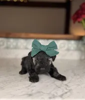 Isla, a female Miniature Schnauzer for sale in Gainesville, FL – Photo 1 of 4