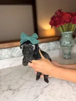 Isla, a female Miniature Schnauzer for sale in Gainesville, FL – Photo 3 of 4