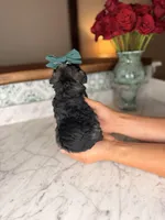 Isla, a female Miniature Schnauzer for sale in Gainesville, FL – Photo 4 of 4