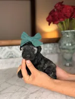 Isla, a female Miniature Schnauzer for sale in Gainesville, FL – Photo 2 of 4