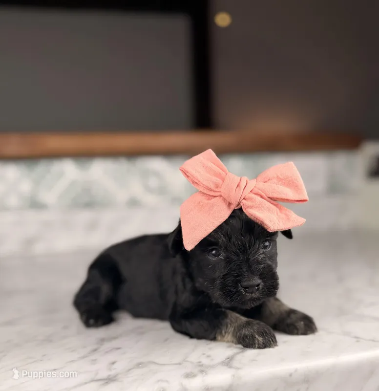 Chardonnay – Miniature Schnauzer puppy for sale in Gainesville, FL
