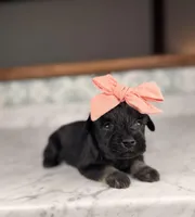 Chardonnay, a female Miniature Schnauzer for sale in Gainesville, FL – Photo 2 of 4