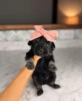 Chardonnay, a female Miniature Schnauzer for sale in Gainesville, FL – Photo 3 of 4